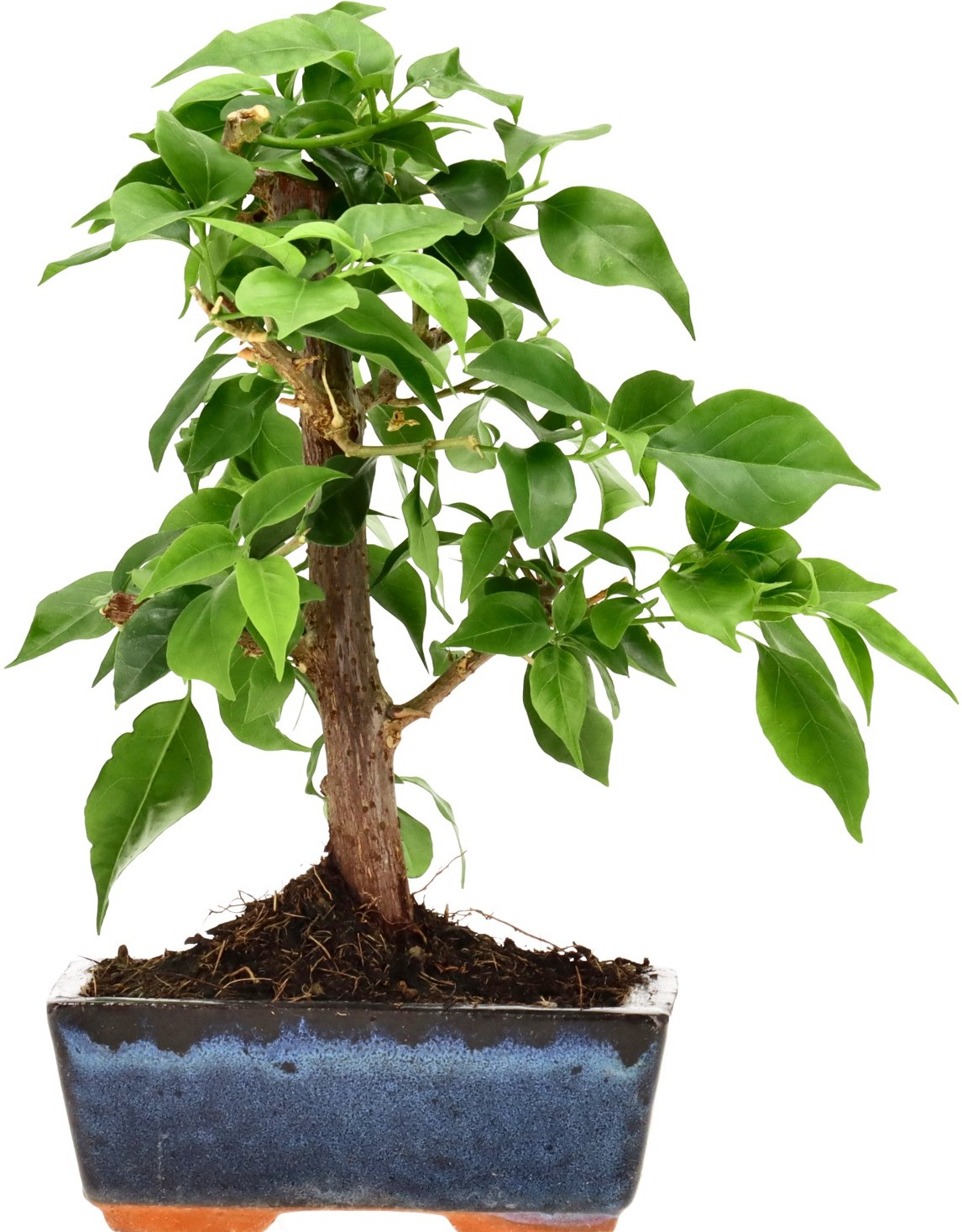 [B005] Bougainvillea (Drillingsblume), ca. 7 Jahre