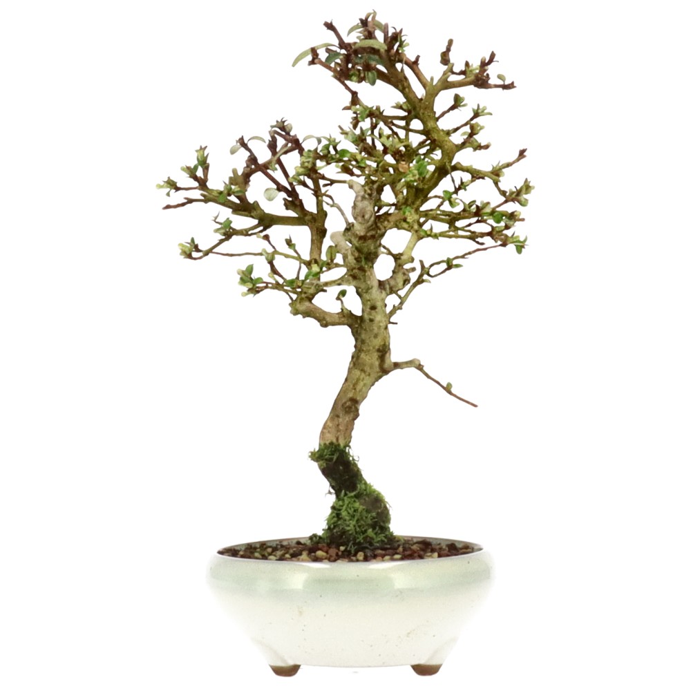 bonsai.fallbackImageTitle bonsai.fallbackImageTitle