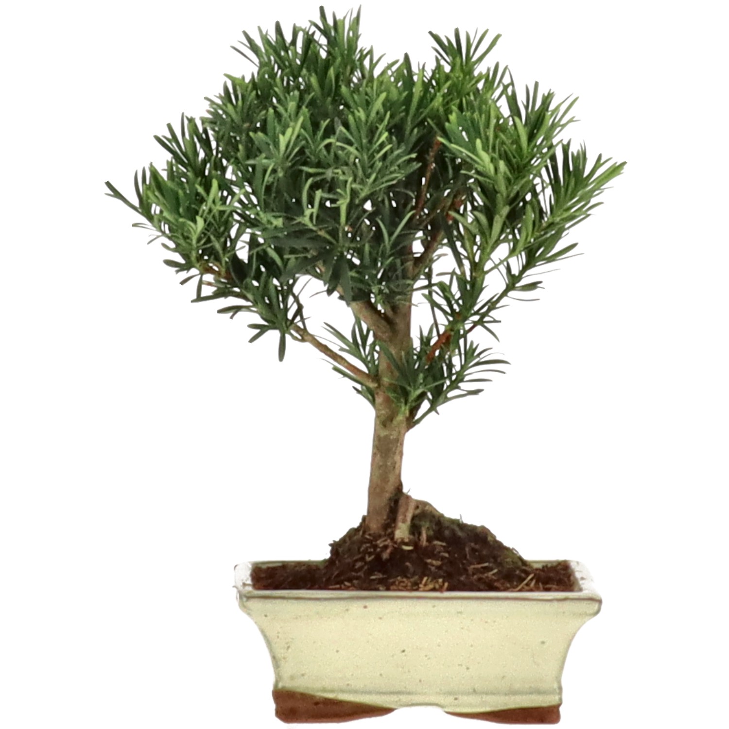 Pino cinese, ca. 7 anni (23 cm)