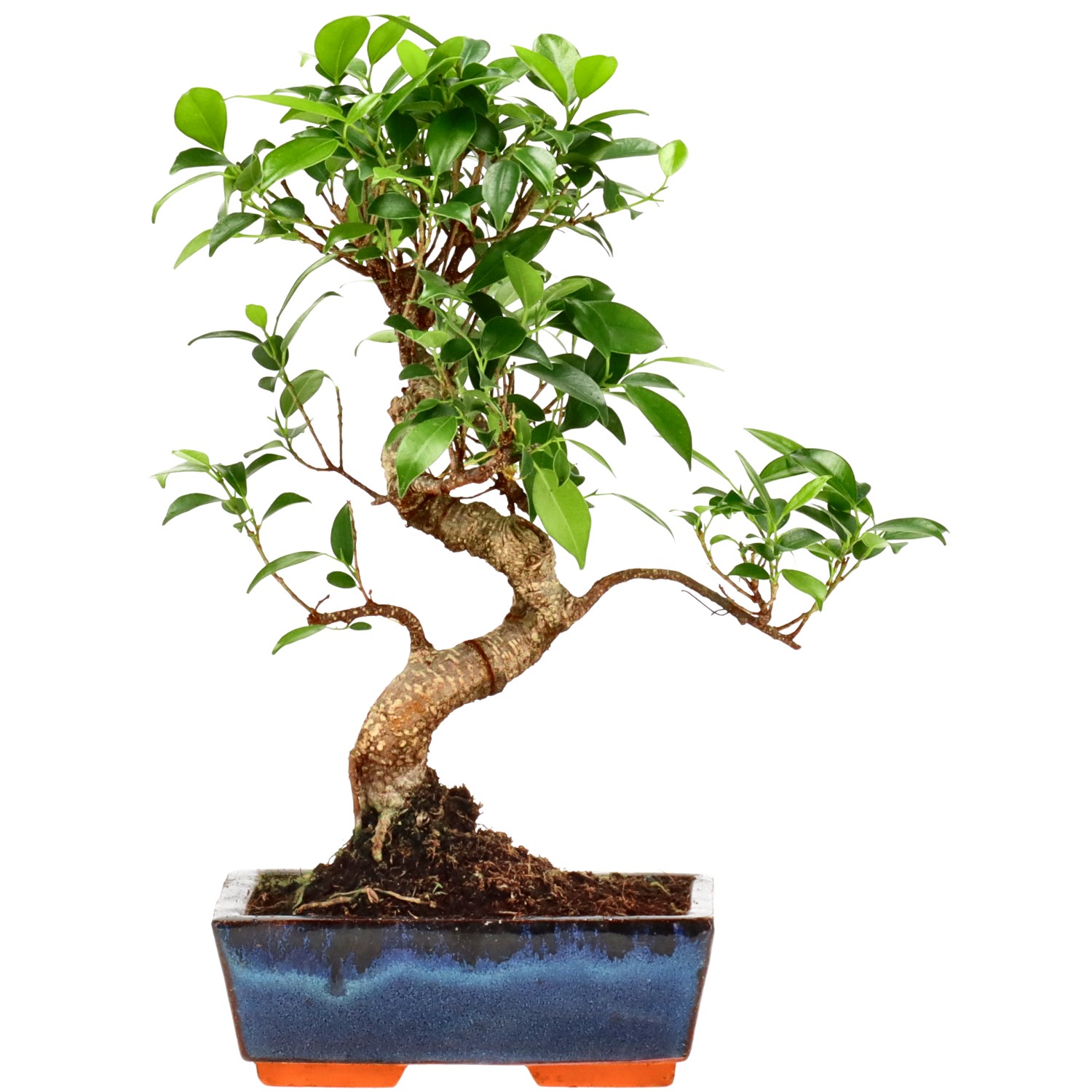 Ficus Retusa, ca. 9 anni (30 cm)