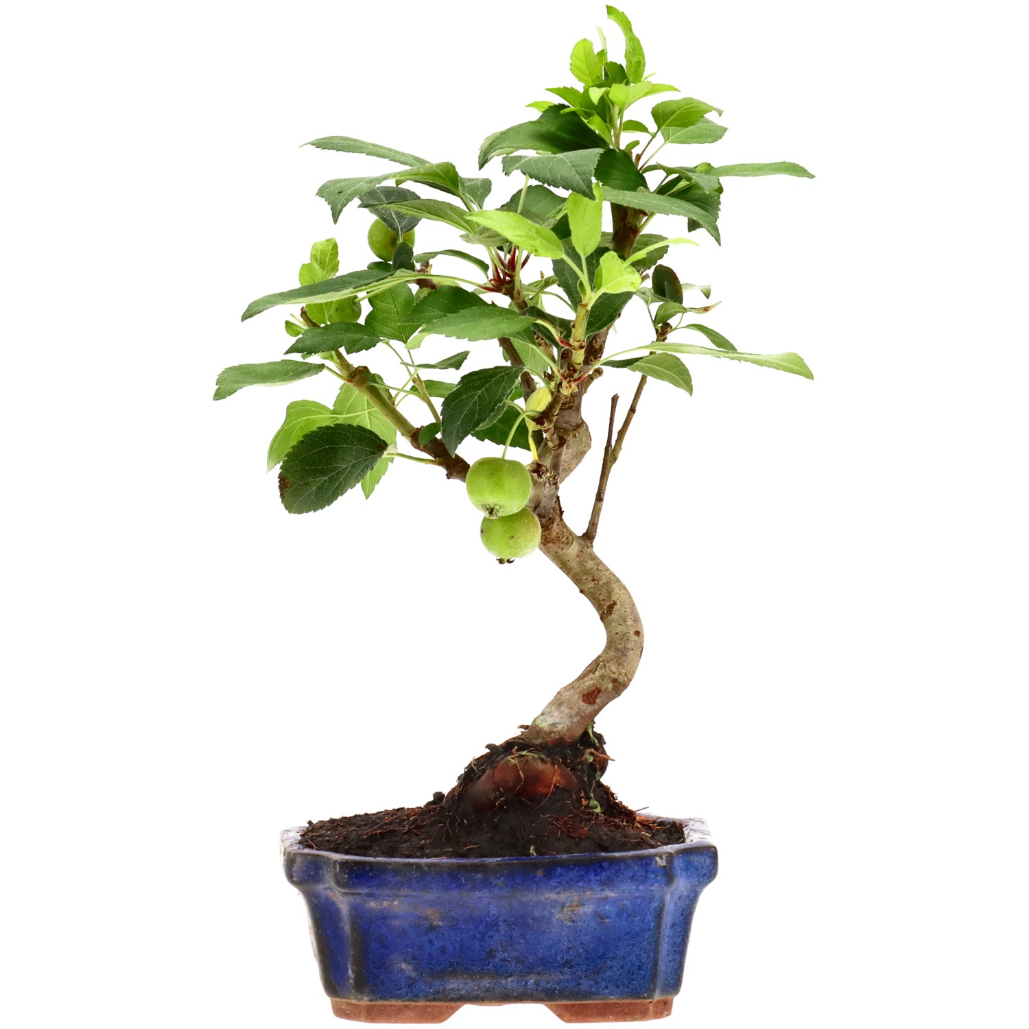 Manzano silvestre, aprox. 7 años (26 cm)