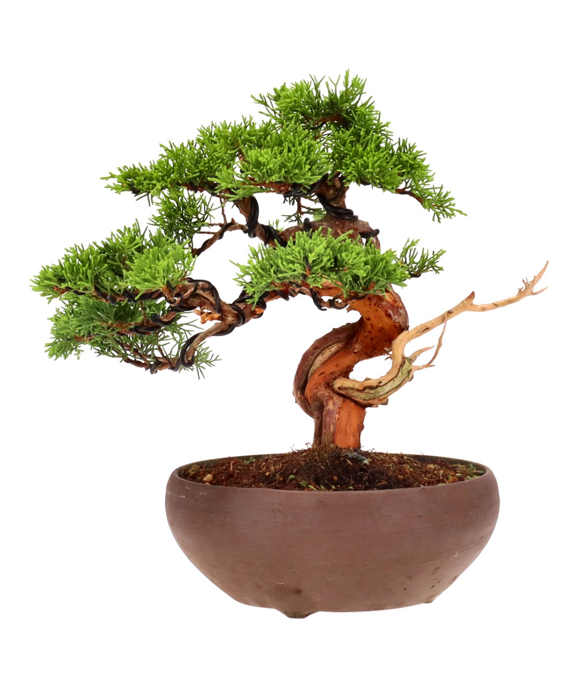 bonsai.fallbackImageTitle bonsai.fallbackImageTitle