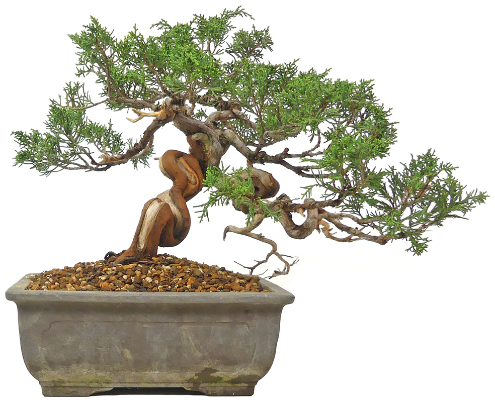 bonsai.fallbackImageTitle bonsai.fallbackImageTitle