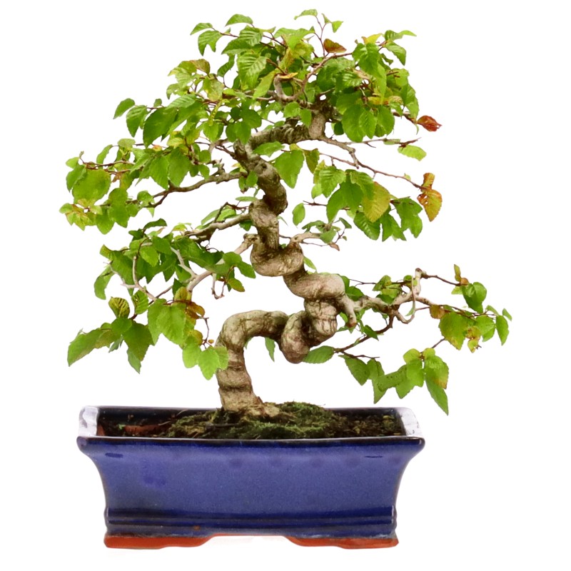Carpino coreano, ca. 22 anni (28 cm)