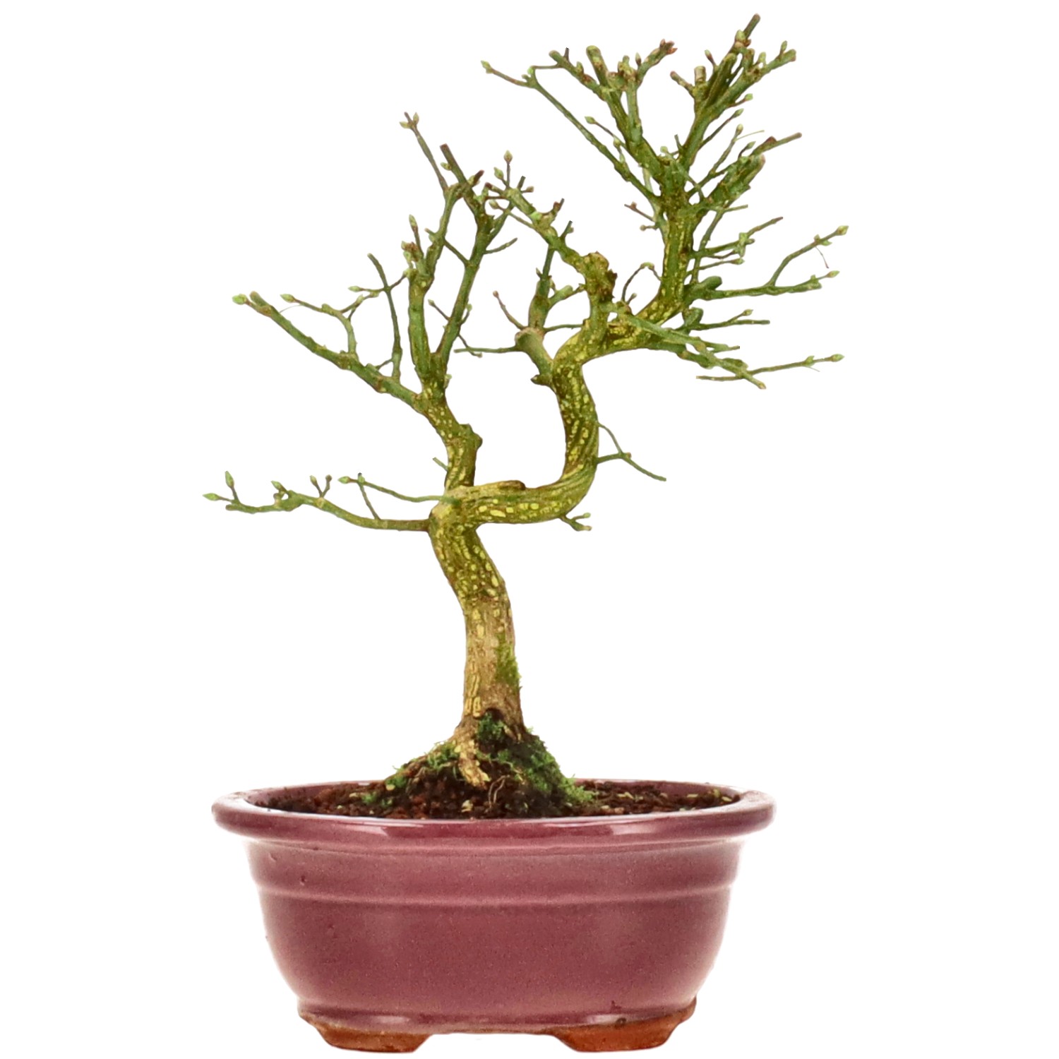 Euonymus europaeus, ca. 9 anni (22 cm)