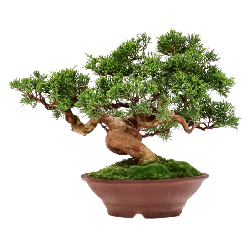 bonsai.fallbackImageTitle bonsai.fallbackImageTitle