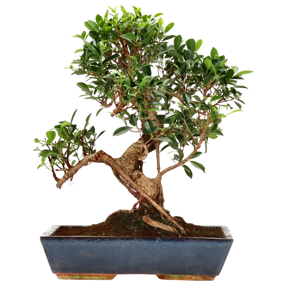 bonsai.fallbackImageTitle