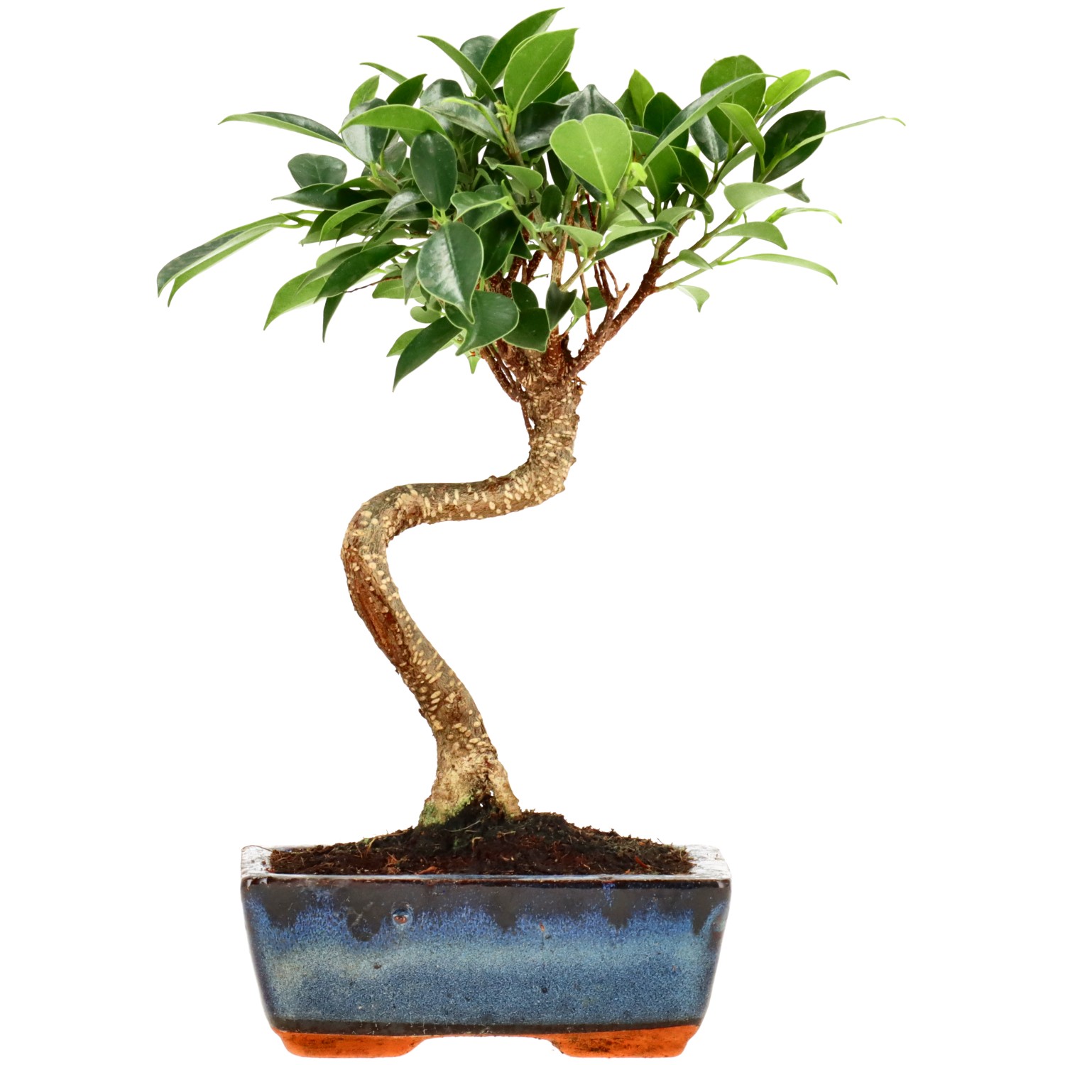 Chin. Feigenbaum (Retusa), ca. 7 J. (26 cm)