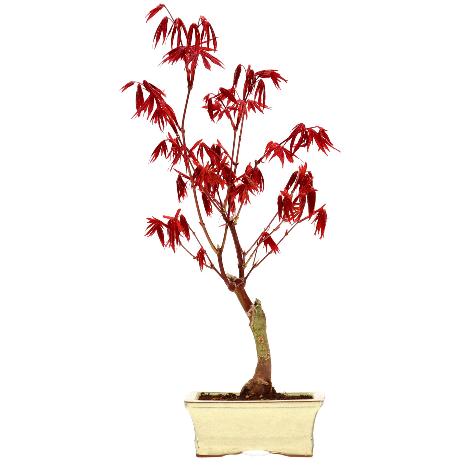 Jap. Fächerahorn (Atropurpureum), veredelt, ca. 7 J. (40 cm)