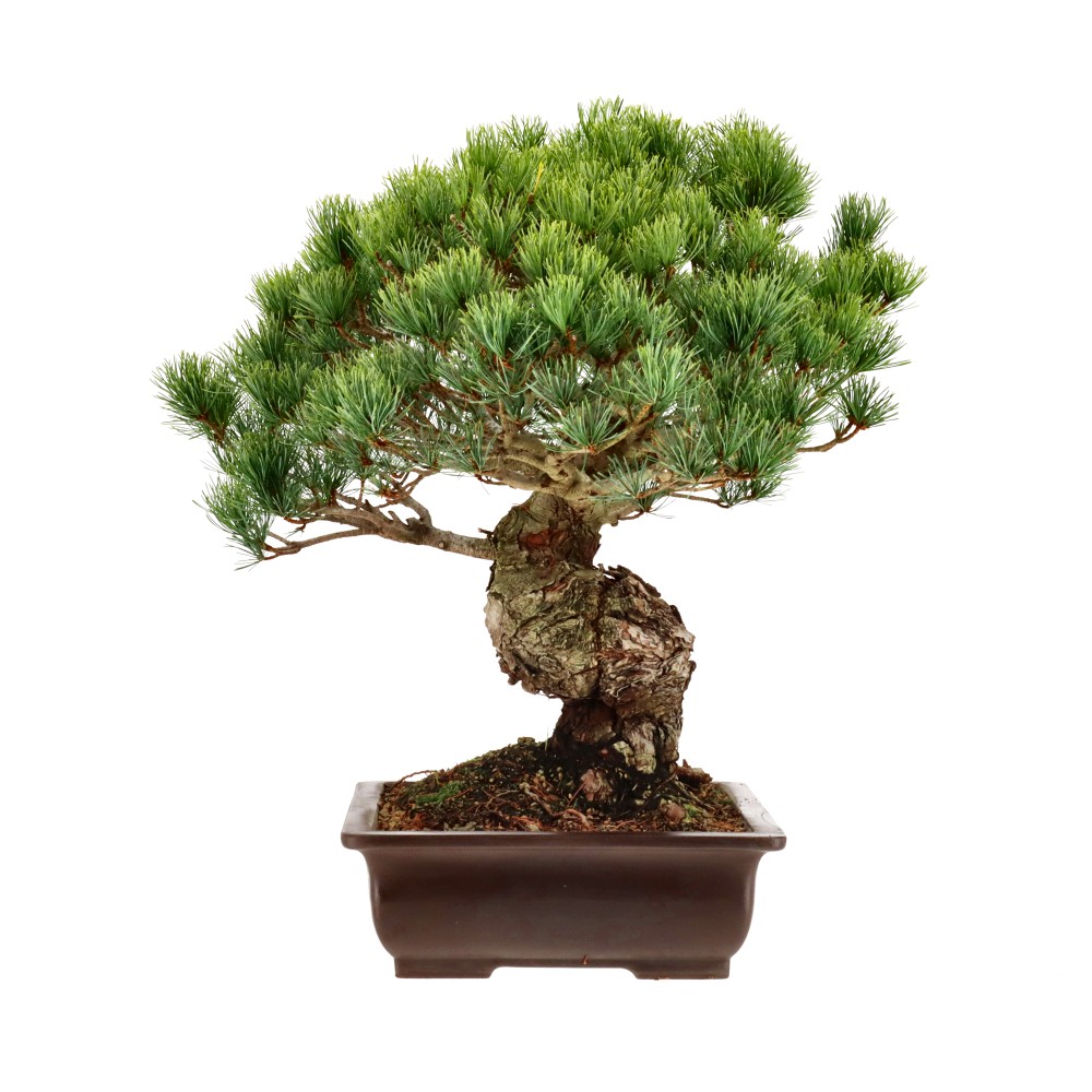 Japanse witte den, ca. 30 j. (46 cm)