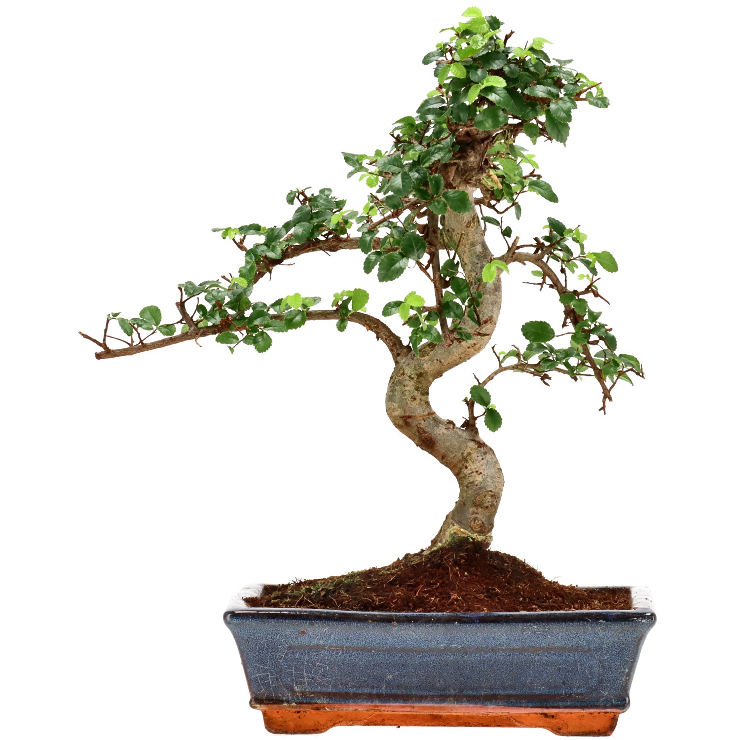 Chin. Ulme, ca. 12 J. (33 cm)