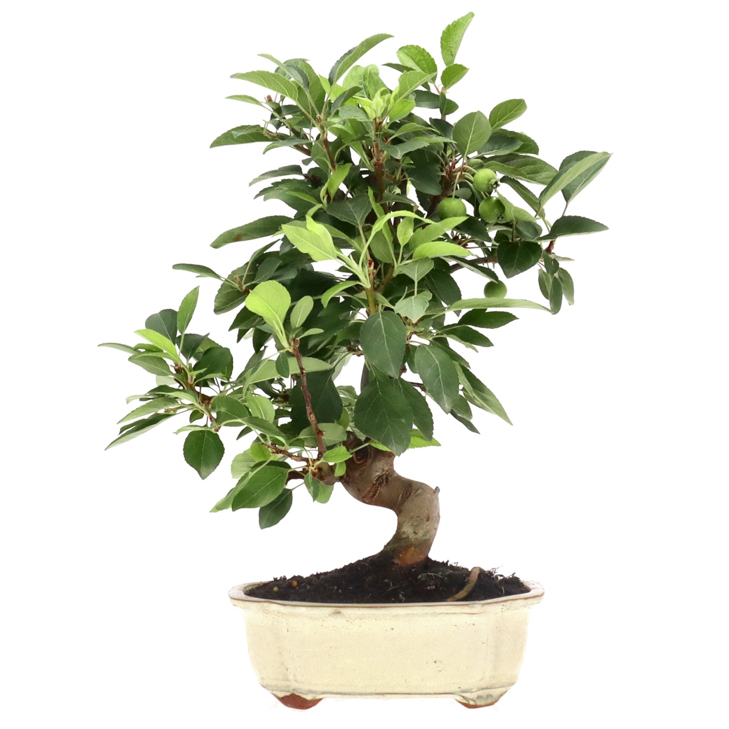 Zierapfel, ca. 10 J. (34 cm)