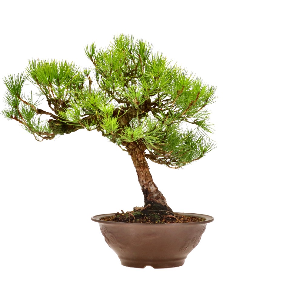 bonsai.fallbackImageTitle