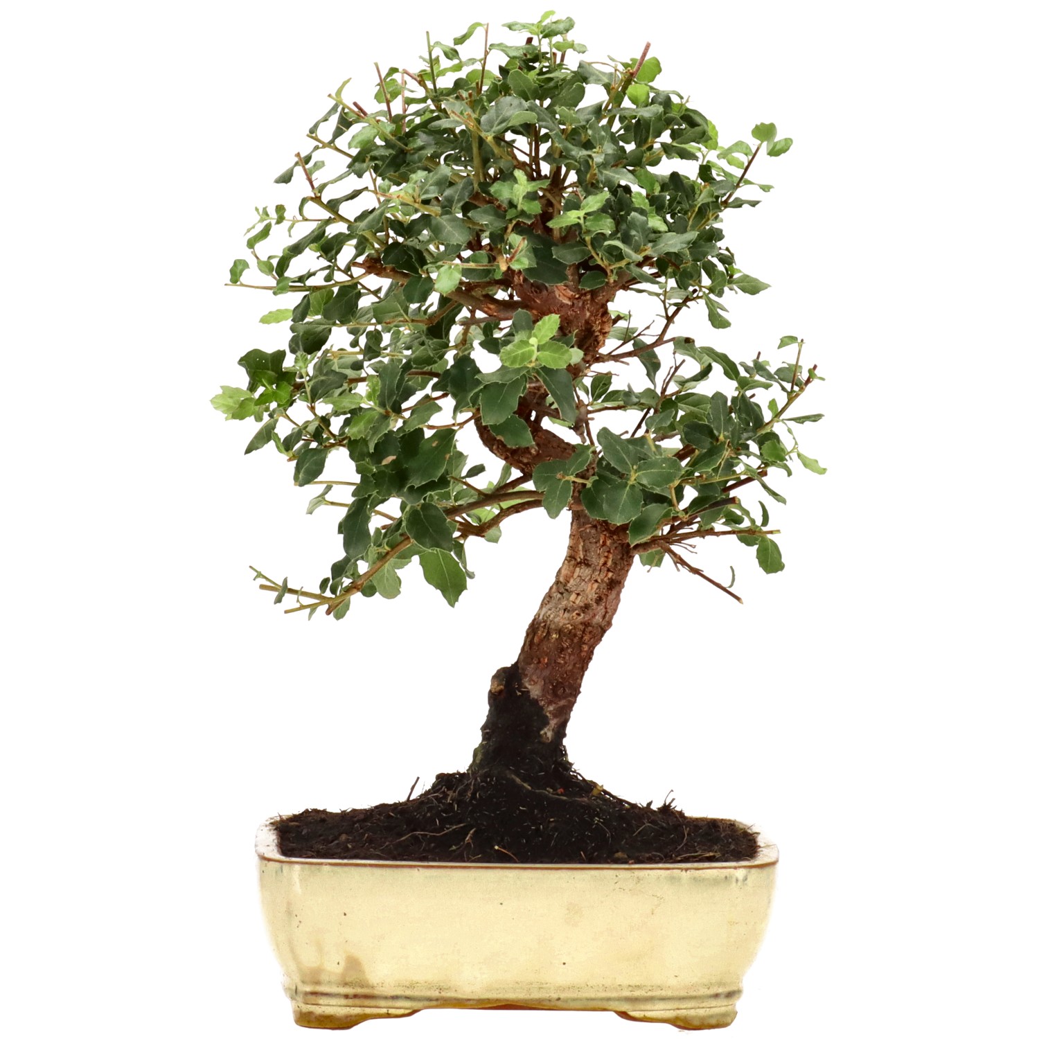Alcornoque, aprox. 12 años (32 cm)