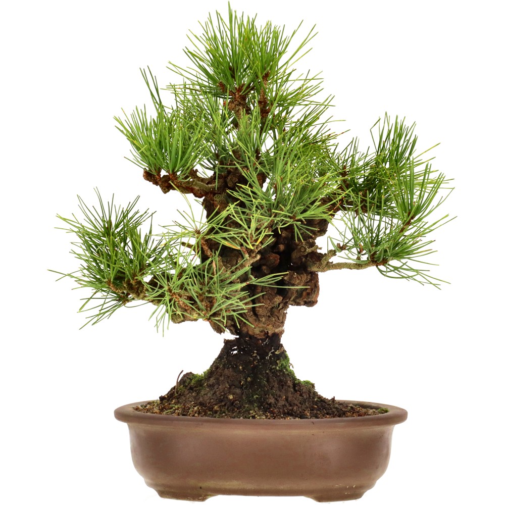 Korkrindige Schwarzkiefer, ca. 12 J. (32 cm)