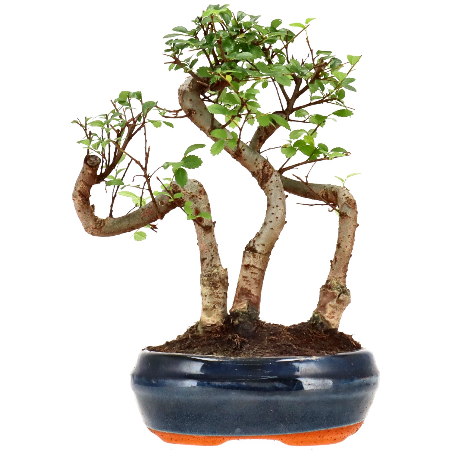 Orme de Chine, env. 6 ans (22 cm)