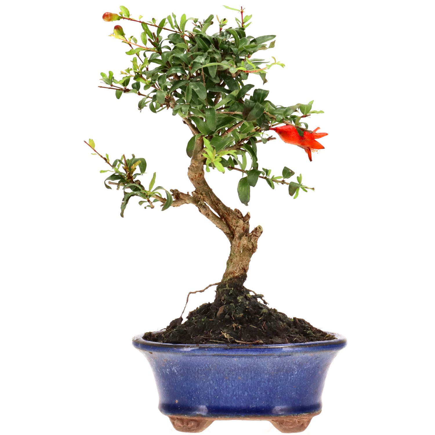 Granado, aprox. 7 años (20 cm)
