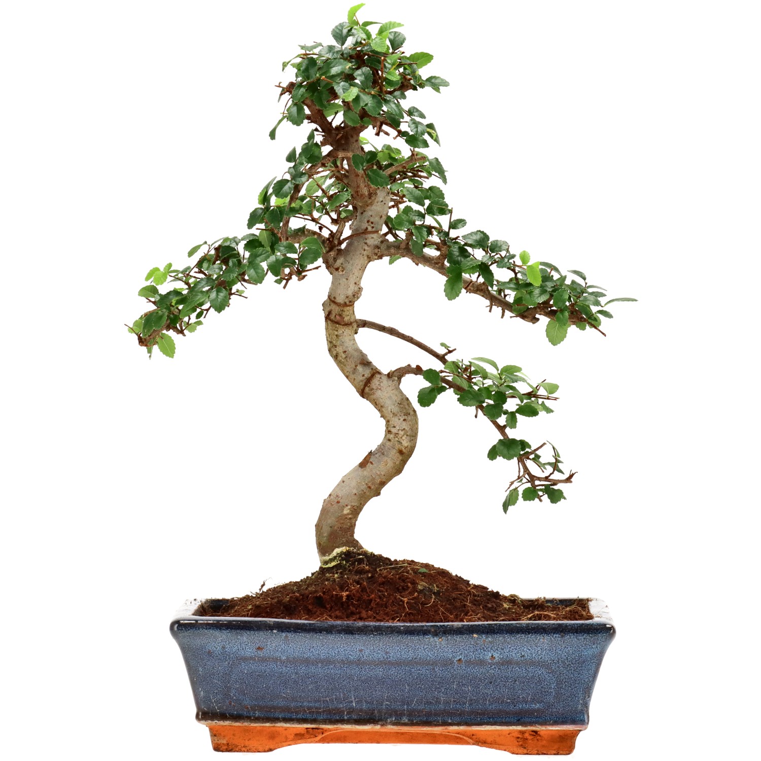 Chin. Ulme, ca. 12 J. (34 cm)