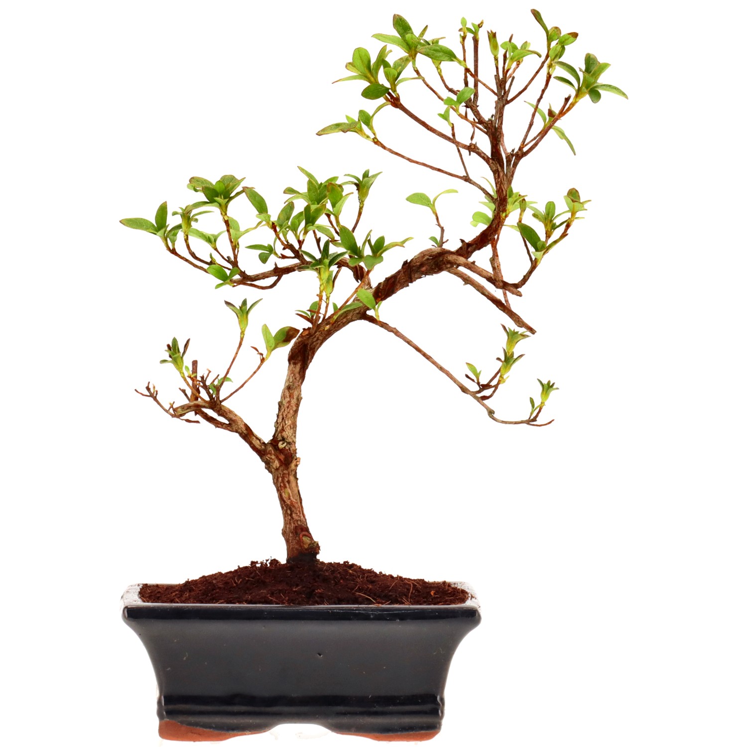 Jap. Azalee (Osakazuki), ca. 8 J. (25 cm)