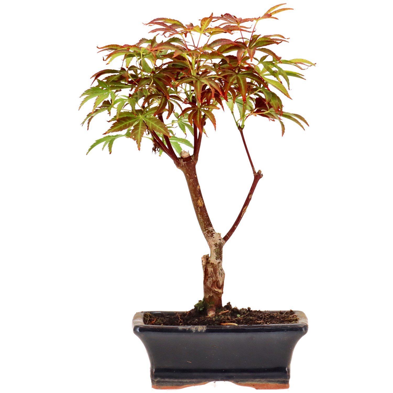 Jap. Maple (Deshojo), approx. 7 y. (25 cm)