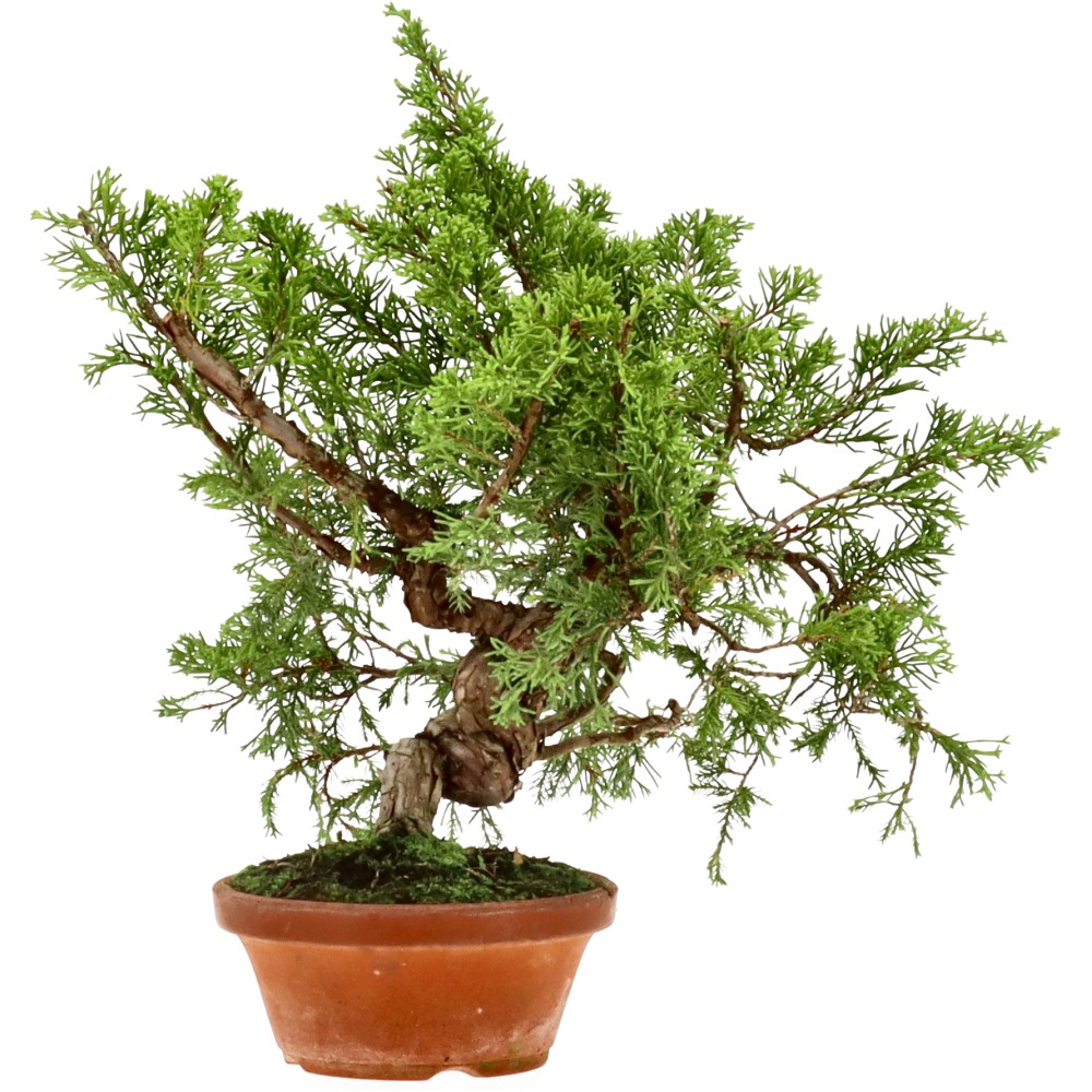 Chinese juniper, approx. 20 y. (29 cm)