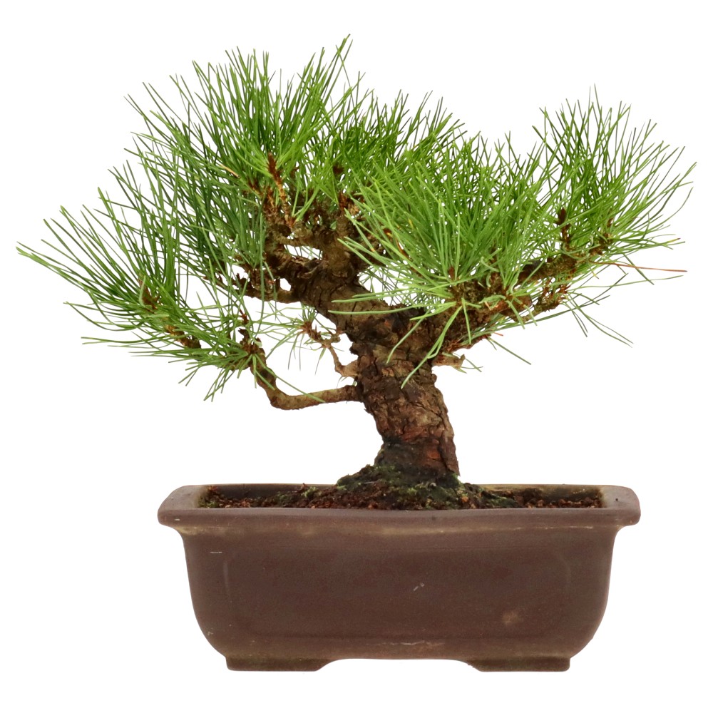 bonsai.fallbackImageTitle