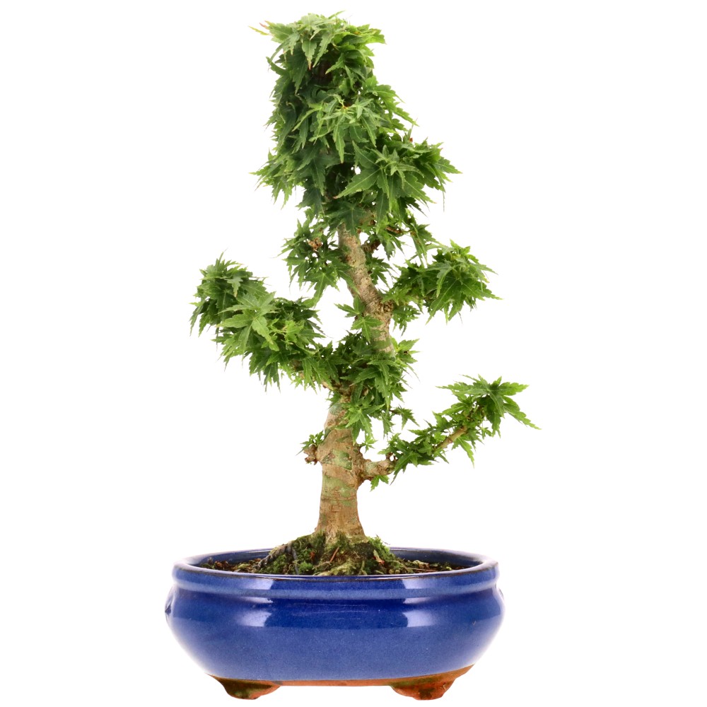 bonsai.fallbackImageTitle
