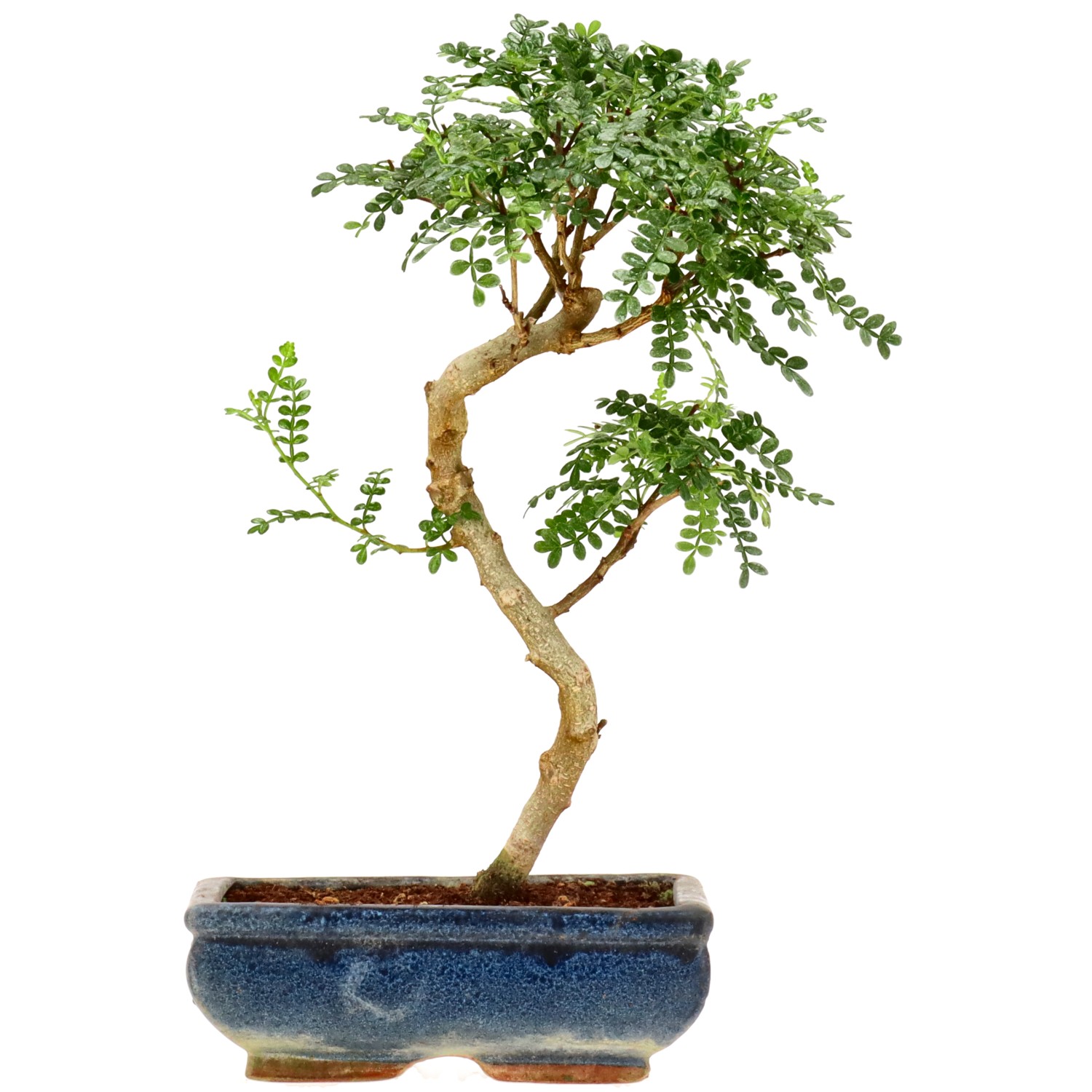 Pepe di Sichuan, ca. 9 anni (31 cm)