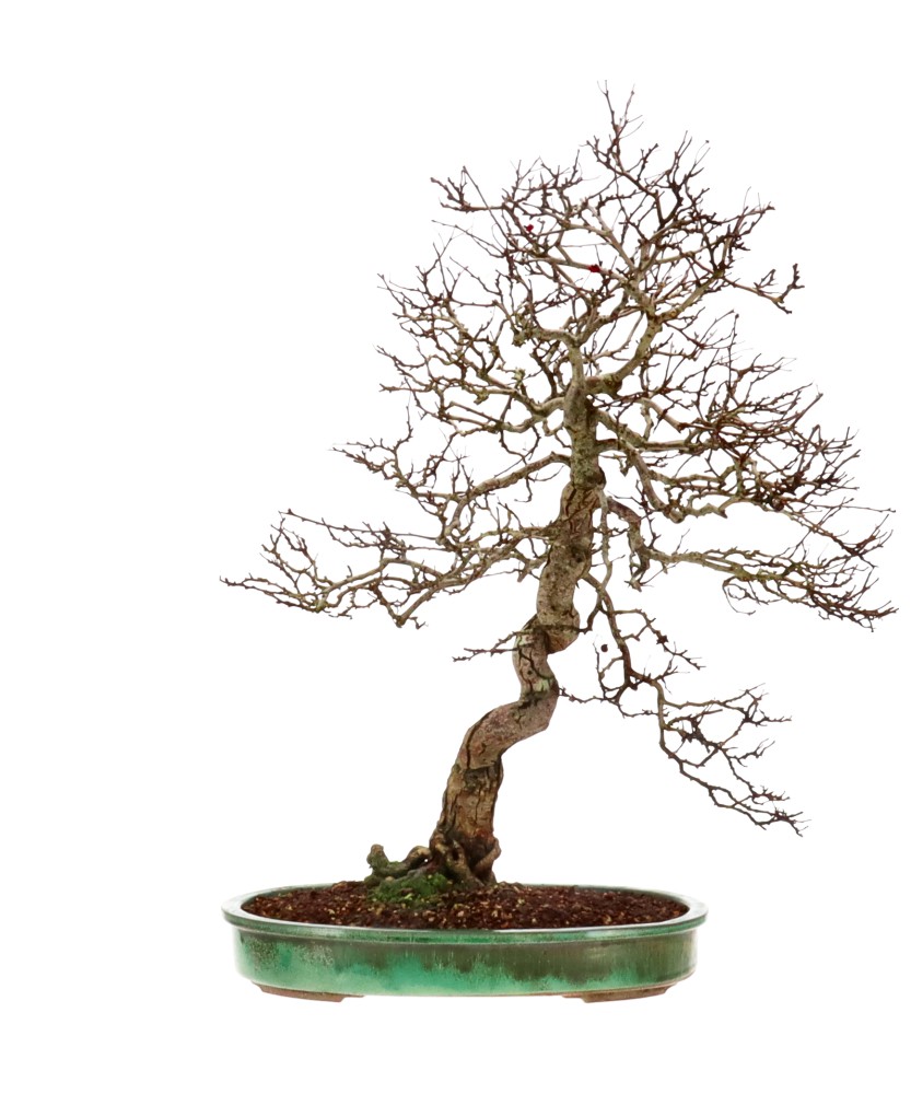 Crataegus laevigata, ca. 25 anni (65 cm)