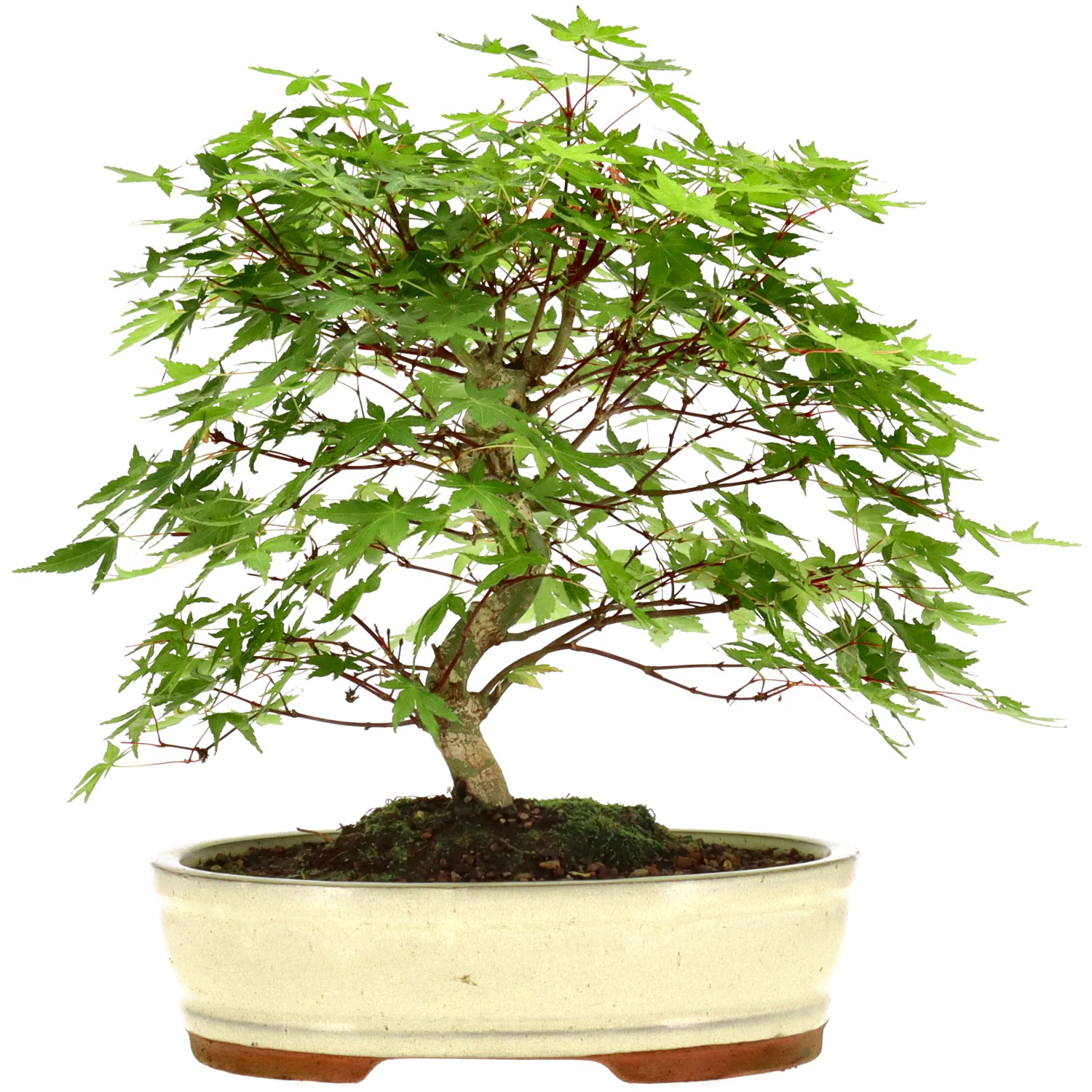 Arce palmado japonés, aprox. 15 años (31 cm)