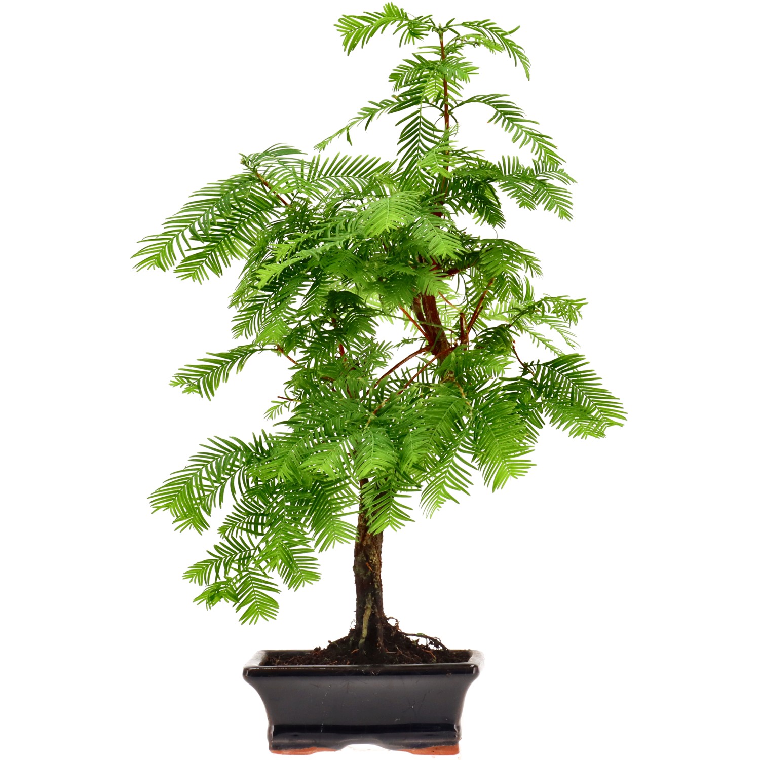 Metasequoia, ca. 8 j. (40 cm)