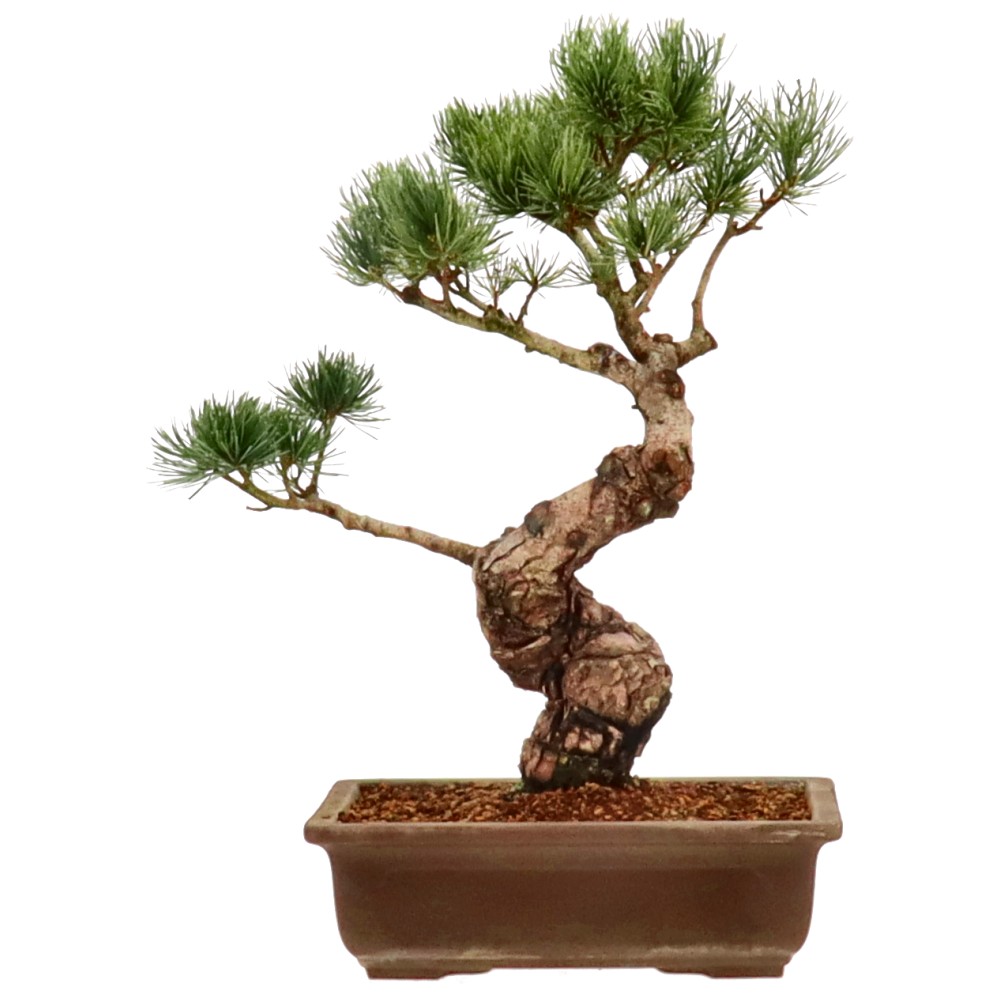 bonsai.fallbackImageTitle bonsai.fallbackImageTitle
