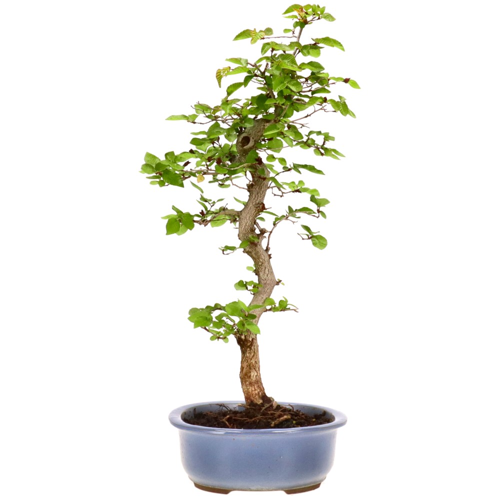 bonsai.fallbackImageTitle