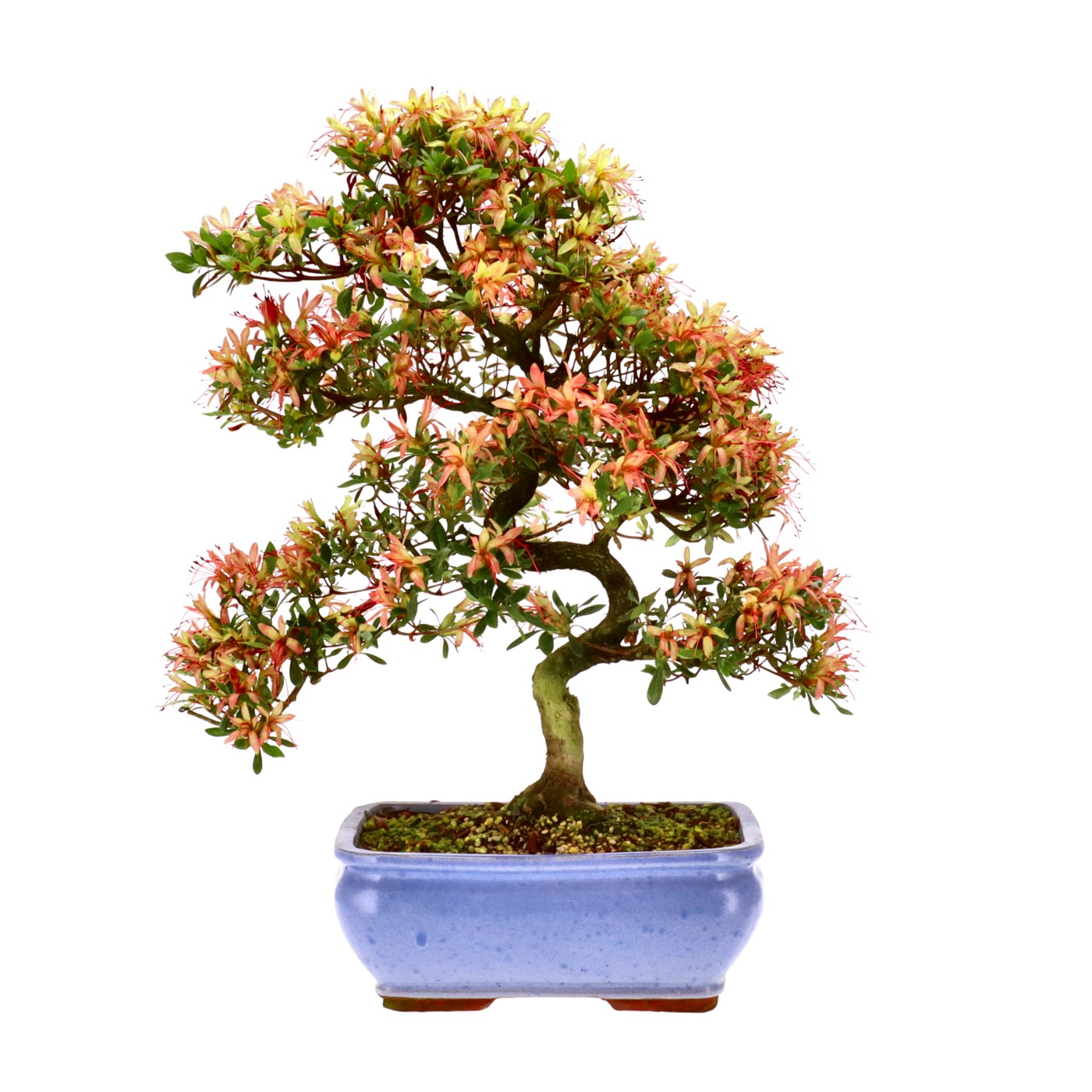 bonsai.fallbackImageTitle