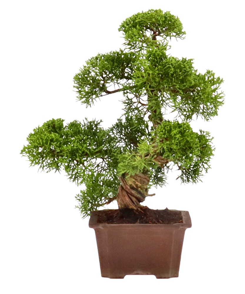 bonsai.fallbackImageTitle bonsai.fallbackImageTitle
