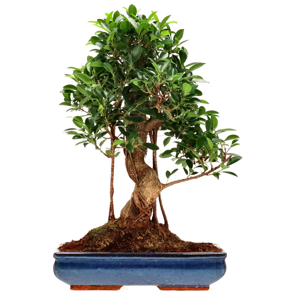 Indian Laurel, approx. 20 y. (55 cm)