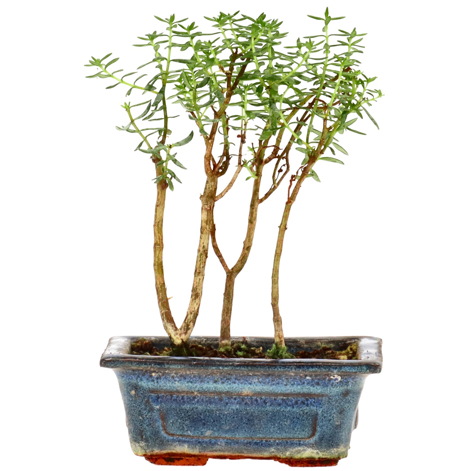 Crassula ovata, aprox. 2 años (15 cm)