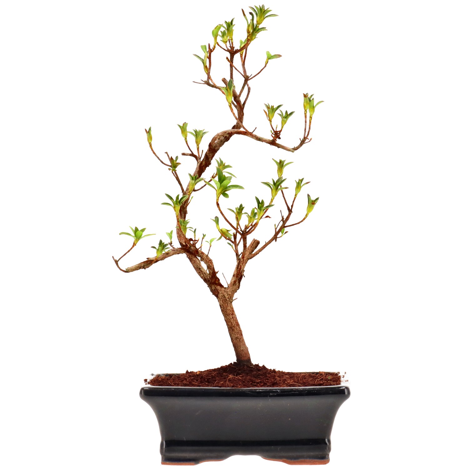 Jap. Azalee (Osakazuki), ca. 8 J. (27 cm)