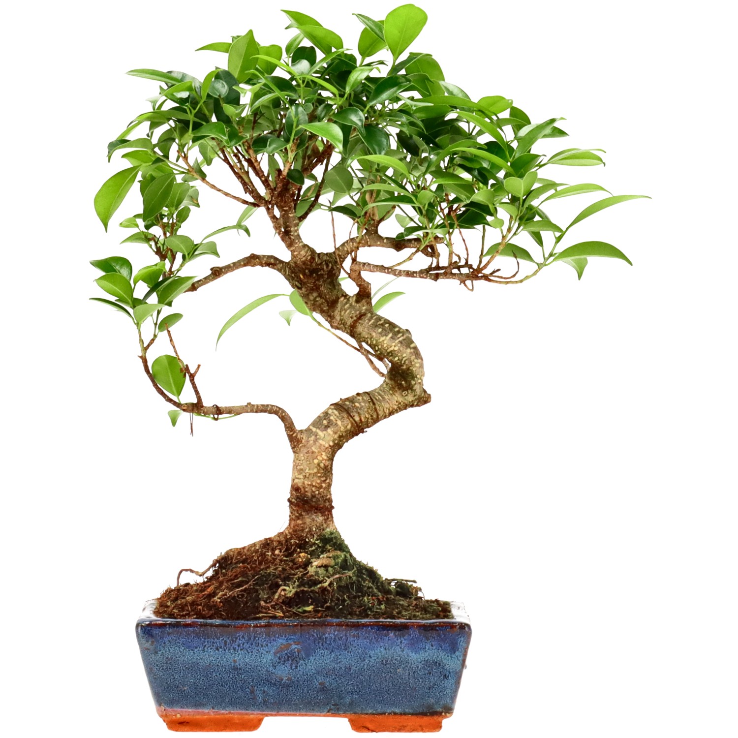 Ficus Retusa, ca. 9 anni (31 cm)