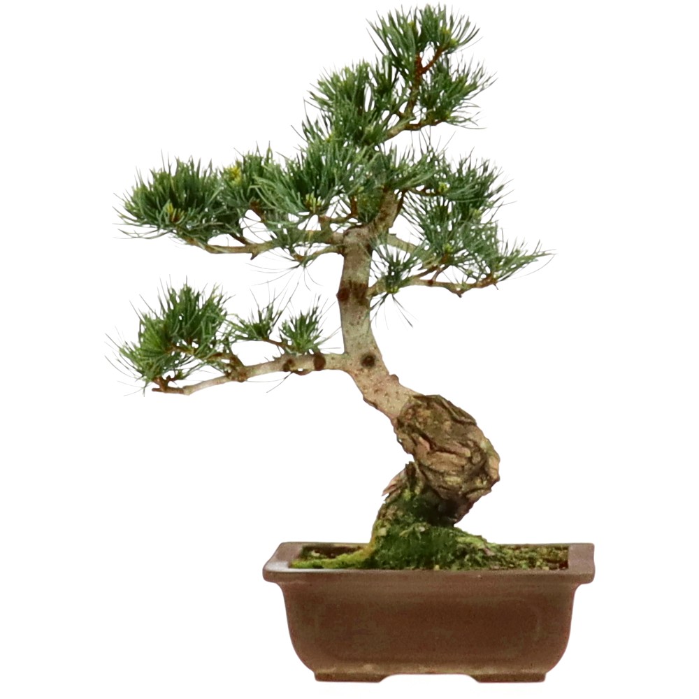 bonsai.fallbackImageTitle bonsai.fallbackImageTitle