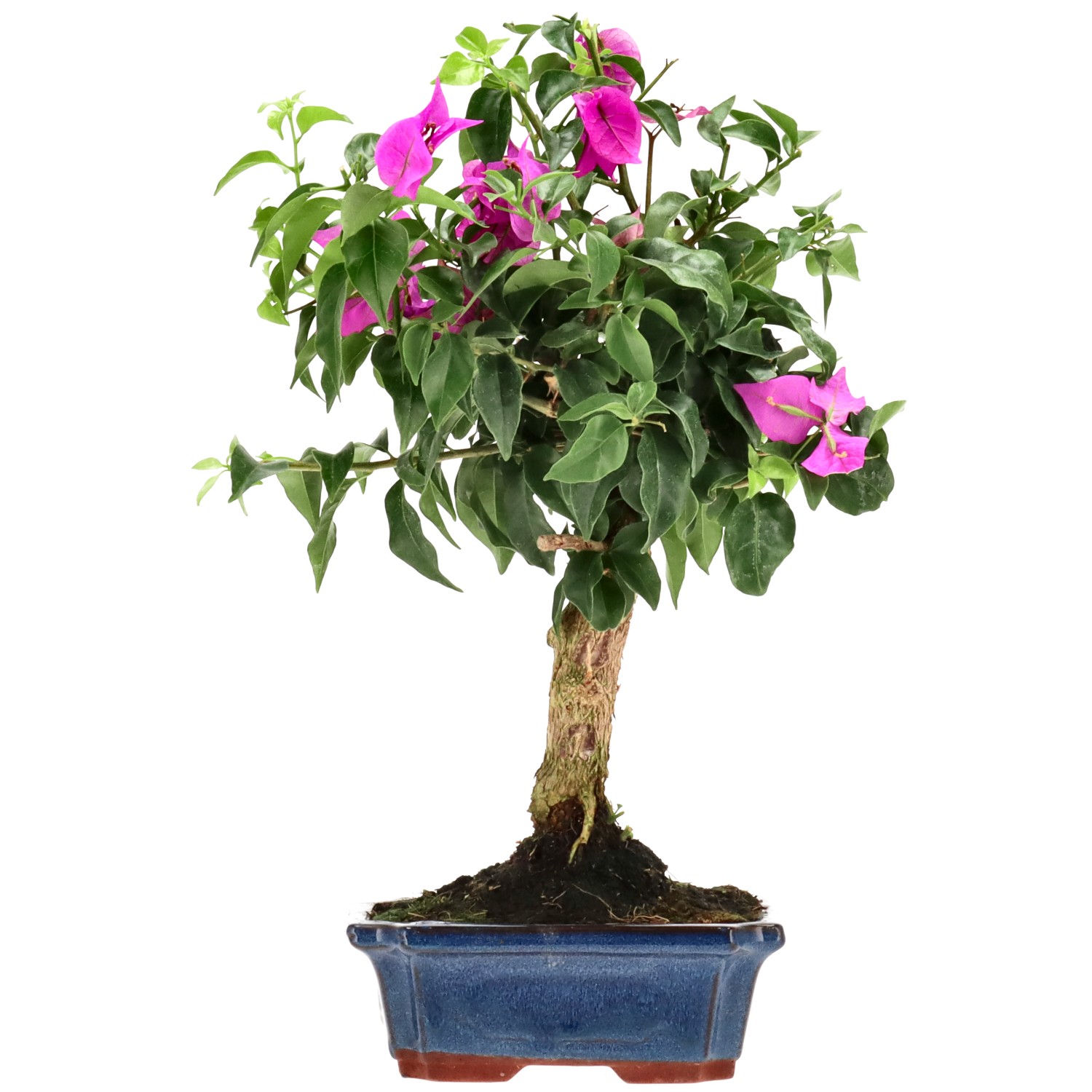 Bougainvillea (Drillingsblume), ca. 10 J. (37 cm)