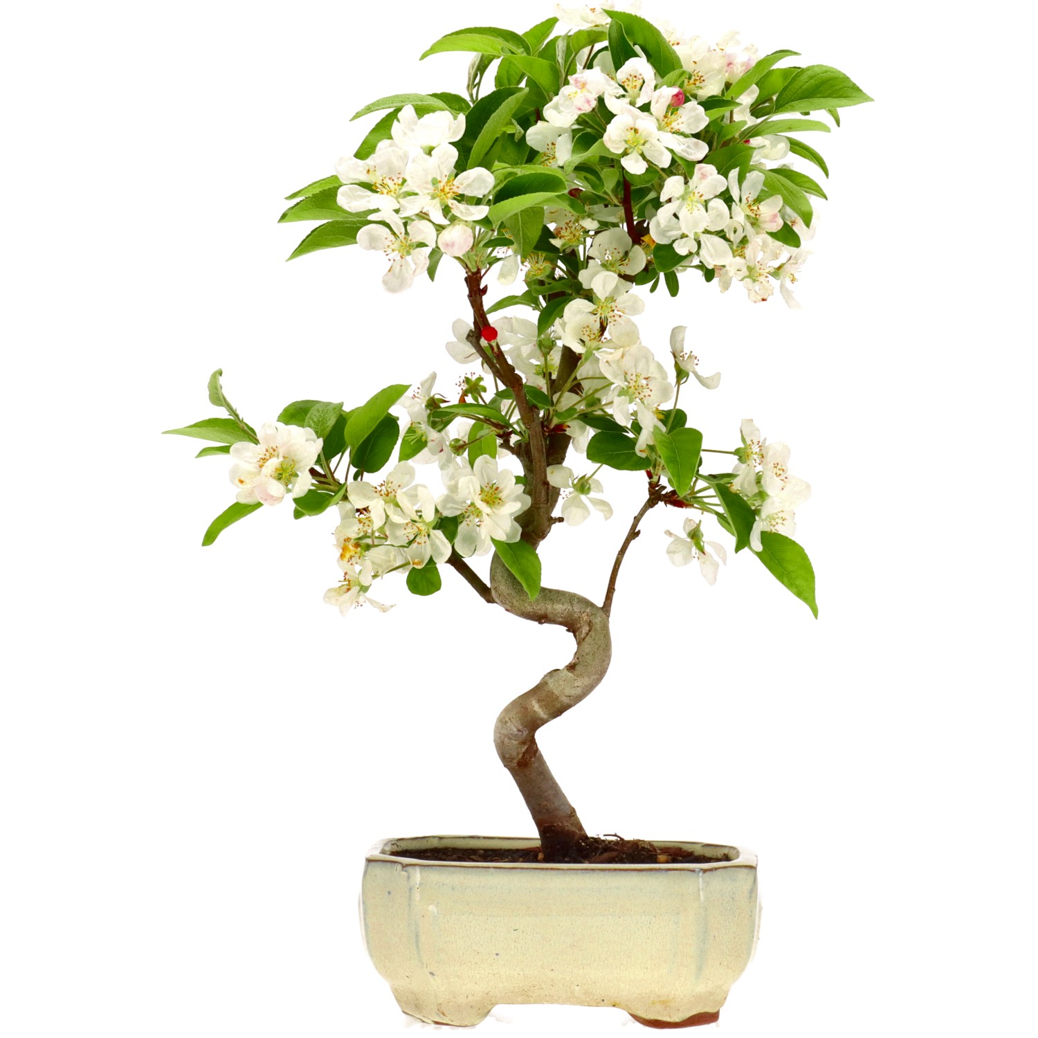 Pommier d’ornement, env. 8 ans (33 cm)