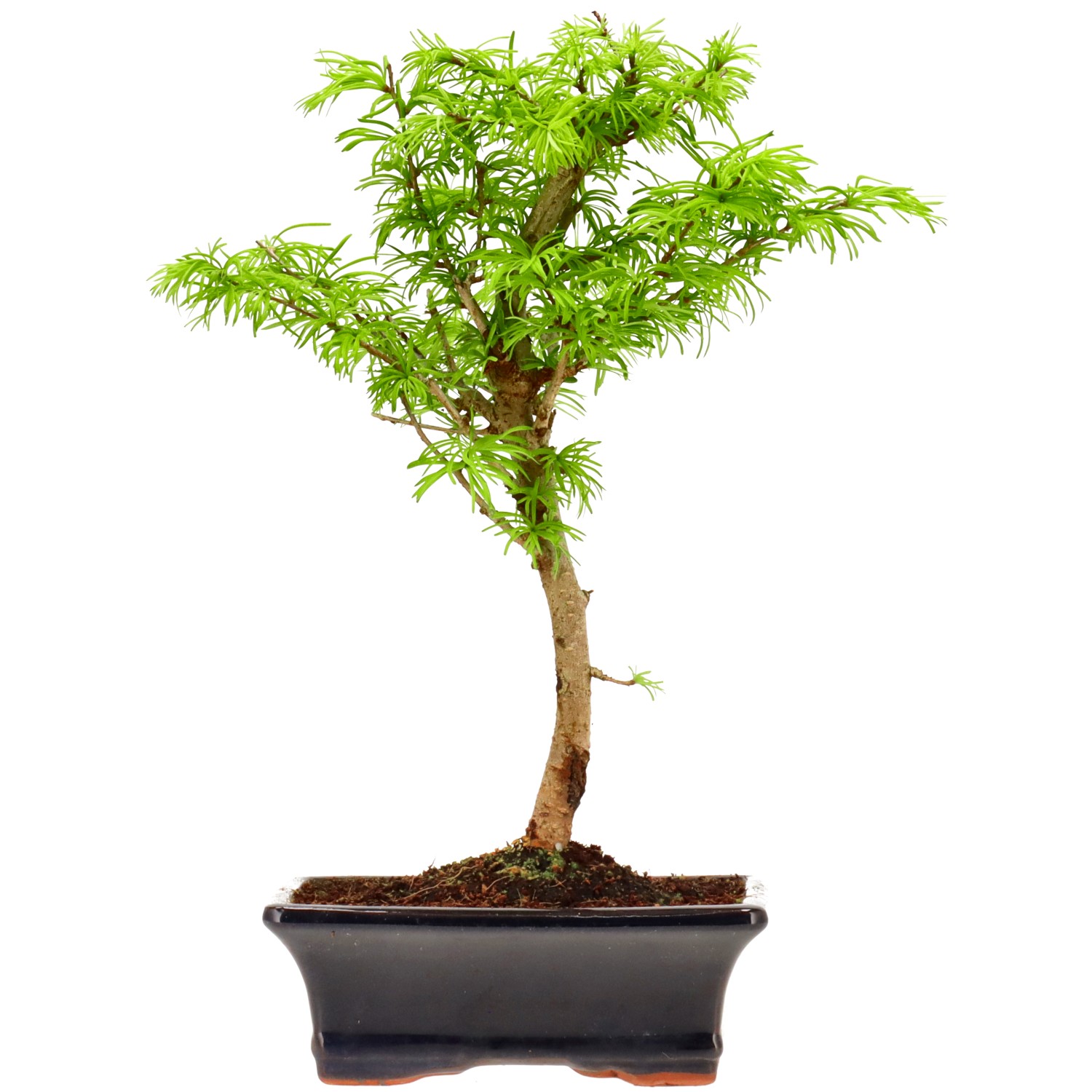 Goldlärche, ca. 10 J. (33 cm)