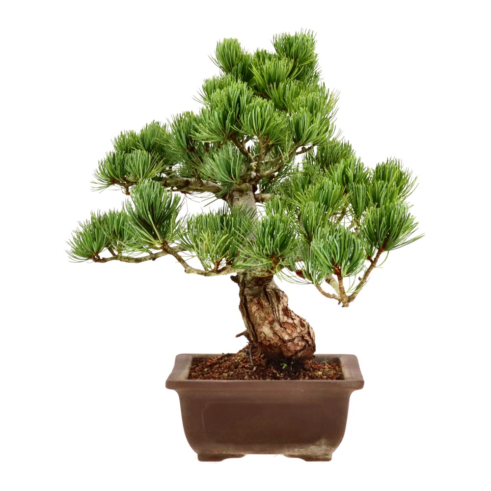 bonsai.fallbackImageTitle