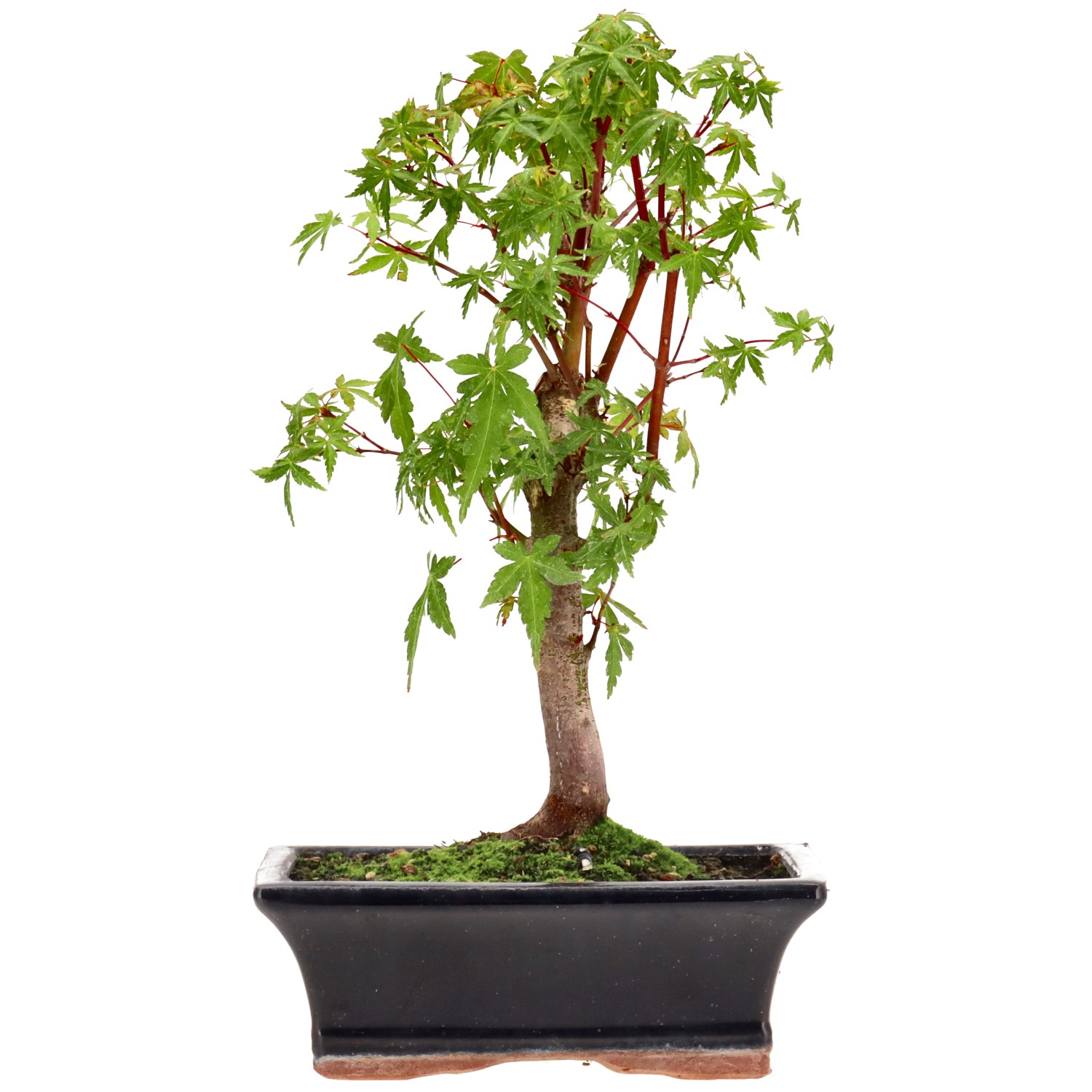 Jap. Maple (Katsura), approx. 9 y. (29 cm)