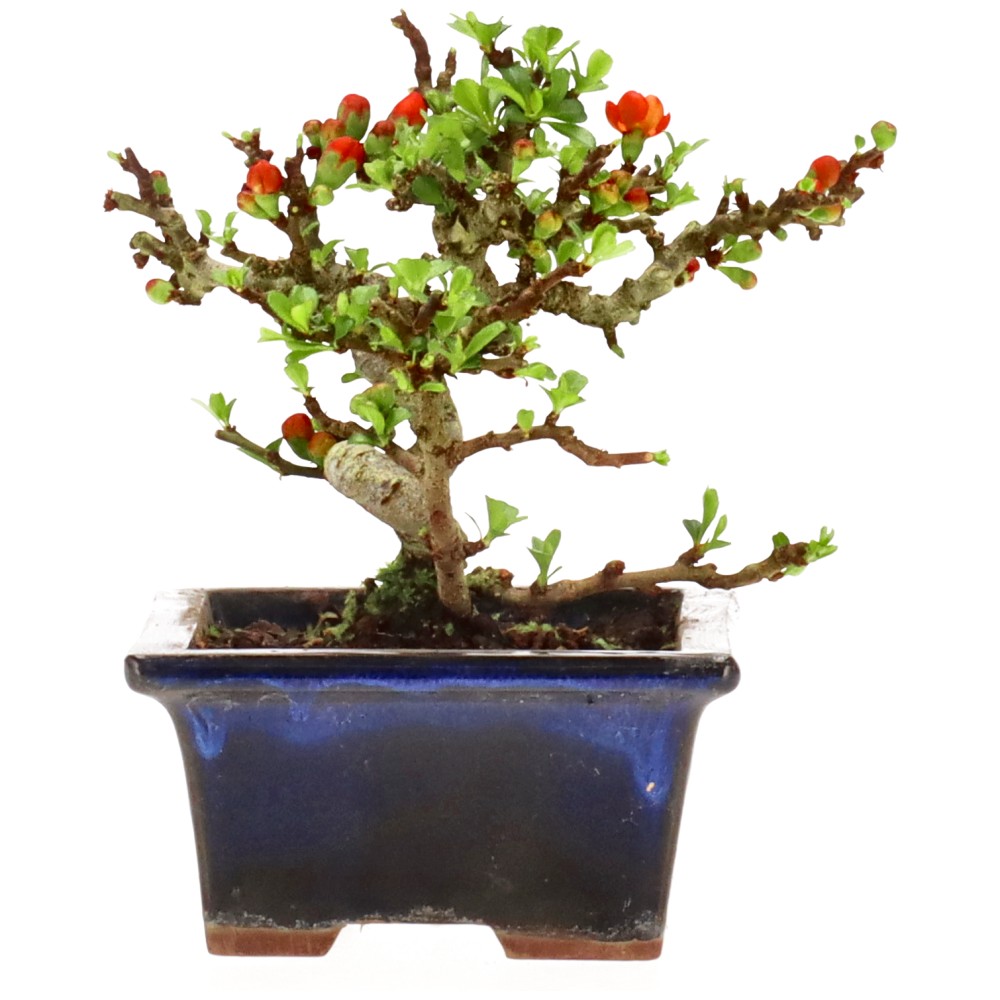 bonsai.fallbackImageTitle bonsai.fallbackImageTitle
