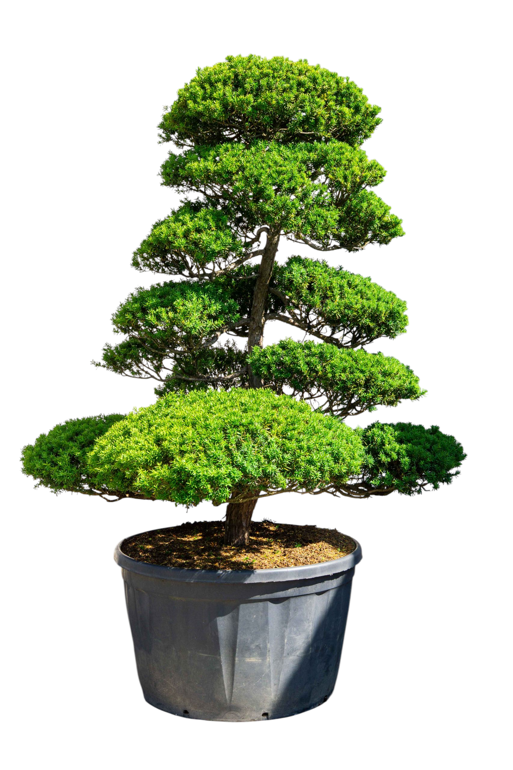 bonsai.fallbackImageTitle