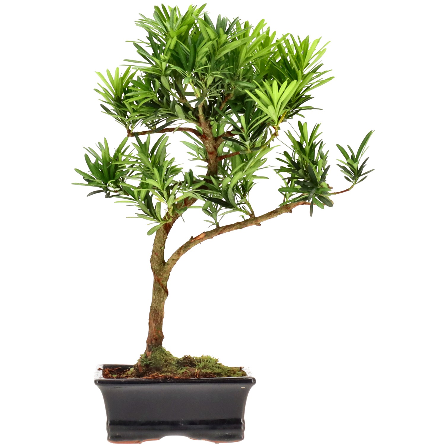 Pino cinese, ca. 7 anni (30 cm)