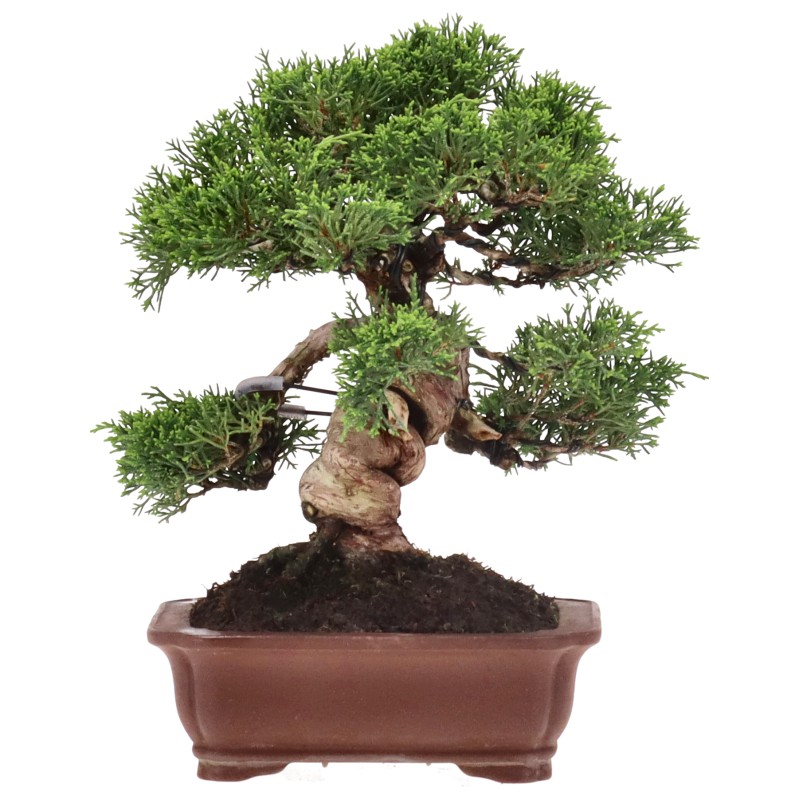 bonsai.fallbackImageTitle bonsai.fallbackImageTitle
