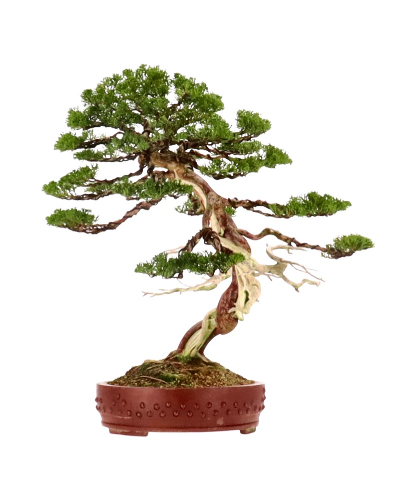 bonsai.fallbackImageTitle bonsai.fallbackImageTitle